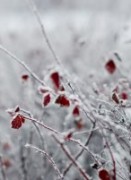 Вдохновение зимой