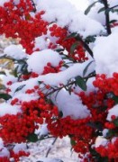 Вдохновение зимой