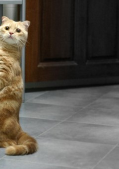 Манчкин – кототакса из страны Оз